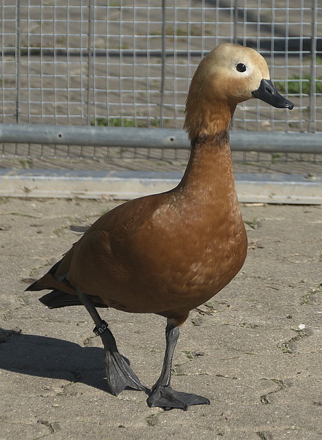 楚阿梅尼和